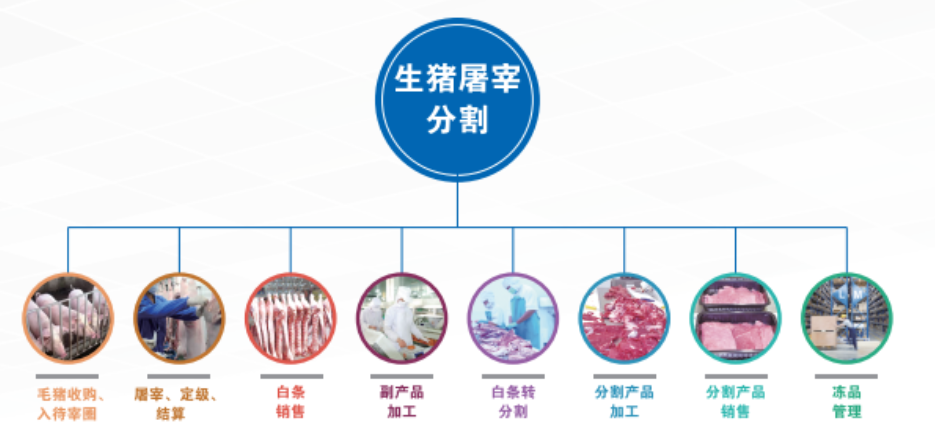 生猪分割.png